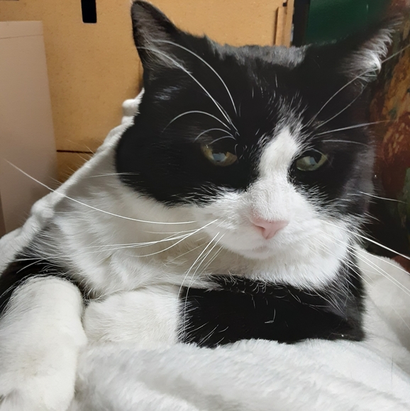 Meet your Posher, Lita, Posh Ambassador - Picture 2 of 2